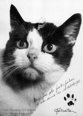 Felicette,_spacecat